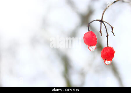 Gefrorene Wassertropfen hängen von den Beeren der viburnum. Schneeball Baum, Gefüllte Schneeball, viburnum und Platz für Text. Rote beeren Gefüllte Schneeball - Rose mit Wat Stockfoto