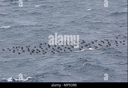 Kap Verde Shearwater (Calonectris borealis) floss der Vögel auf dem See Kap Verde, Atlantik kann Stockfoto