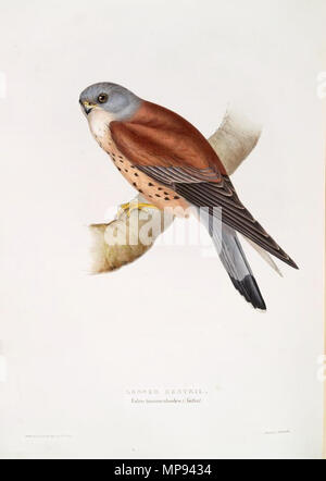 . Rötelfalkens, Falco naumanni. 1837. John Gould (1804 - 1881) Alternative Namen Gould Beschreibung britischer Zoologe Geburtsdatum / Tod 14. September 1804 vom 2. März 1881 Ort der Geburt / Todes Lyme Regis London Authority control: Q 313787 VIAF: 29597222 ISNI: 0000 0001 2125 9888 ULAN: 500006638 79100355 LCCN: n NLA: 35137514 WorldCat 807 LesserKestrelGould Stockfoto