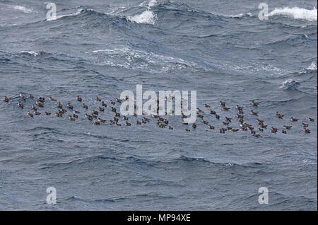 Kap Verde Shearwater (Calonectris borealis) floss der Vögel auf dem See Kap Verde, Atlantik kann Stockfoto