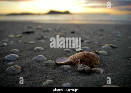 Die kleinsten Dinge trägt dazu bei, die Schönheit unserer Umgebung Stockfoto