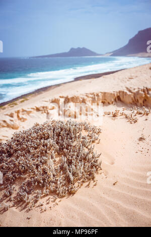 Beeindruckende öde Landschaft aus Sand und Dünen wüste Pflanzen vor der Wellen des Ozeans auf Baia Das Gatas im Hintergrund. Nördlich von Calhau, Insel Sao Vicente Kap Verde Stockfoto