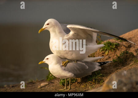 Sturmmöwe, Larus canus, Anschluß an einem Brutplatz im Norden Schottlands. Stockfoto