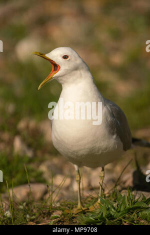 Sturmmöwe, Larus canus, Männchen bewacht das Nest am Rande eines schottischen Loch. Stockfoto