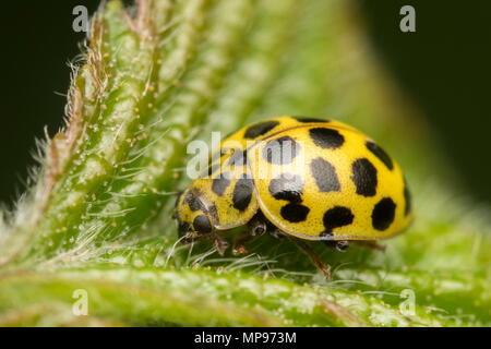 22-spot Ladybird (Psyllobora 22-punctata) auf Blatt thront. Tipperary, Irland Stockfoto