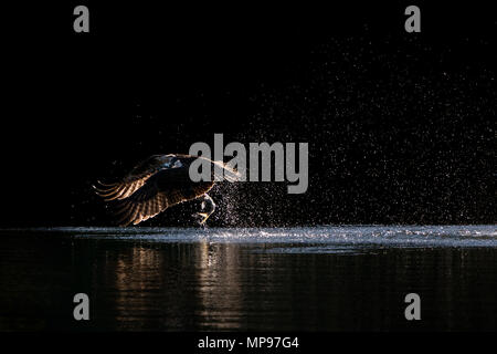 Osprey im Flug vom Wasser nach dem Fang ein Menhaden Fisch Stockfoto