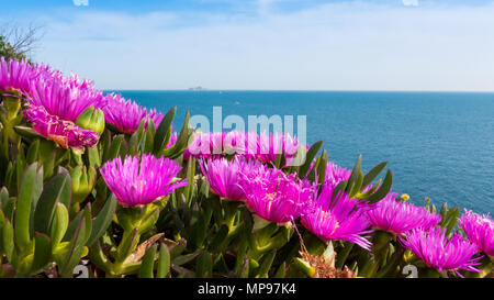 Carpobrotus ist eine Gattung der Boden - Kletterpflanzen mit saftigen Blätter und große Daisy - wie Blumen. Stockfoto