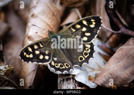 Hauhechelbläuling Schmetterling auf Blatt Wurf Stockfoto