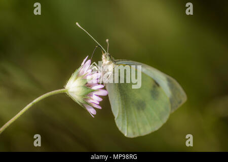 Makroaufnahme eines weißen Schmetterling Nektar sammeln von einer Blume. Stockfoto