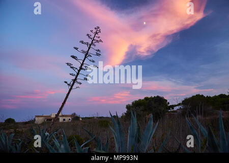 Cottage und Sentry Agave (Agave americana) Blütenstiel gegen den Mond und rose Wolken an El Pilar de la Mola (Formentera, Balearen, Spanien) Stockfoto