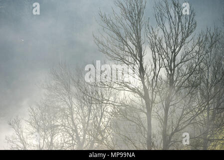 Umgeben von Nebel Stockfoto