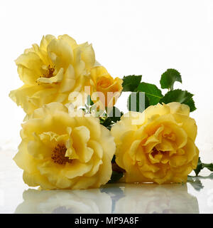 Studio Bild von Gold Bunny Rose blüht. Von Meilland von Frankreich im Jahr 1978 freigegeben, Gold Bunny bleibt populär als Bettwäsche und Garten Rose. In der Regel pro Stockfoto