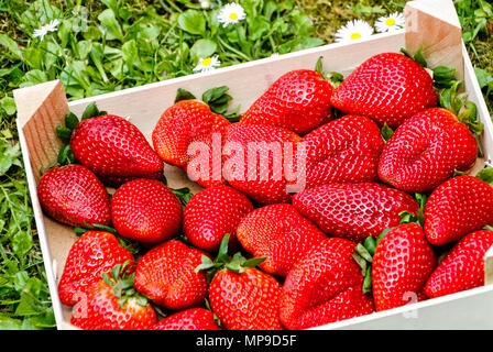 Extra große Erdbeeren in der Holzbox Stockfoto