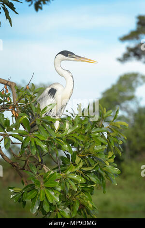 Cocoi Graureiher (Ardea cocoi) Jagd im Fluss von Baum, Pantanal, Mato Grosso, Brasilien Stockfoto