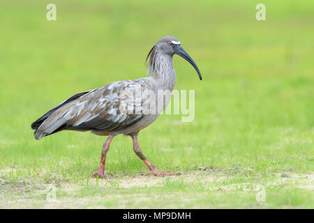 Ibis (Theristicus plumbeous Caerulescens) Nahrungssuche im Grünland, Pantanal, Mato Grosso do Sul, Brasilien Stockfoto