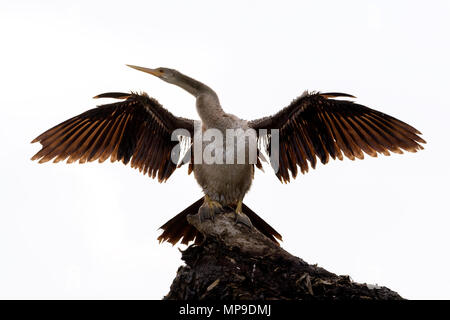 (Anhinga anhinga anhinga) Trocknen seine Flügel in der Hintergrundbeleuchtung, Pantanal, Brasilien. Stockfoto