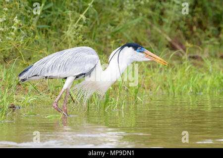 Cocoi Graureiher (Ardea cocoi) Jagd in Feuchtgebieten am Flussufer, Pantanal, Mato Grosso, Brasilien Stockfoto