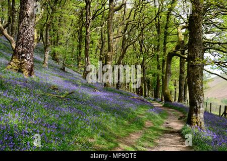 Fußweg durch native bluebells Hyacinthoides non scripta und Atlantik oak woodland Gwenffrwd-Dinas RSPB Reservat Rhandirmwyn Wales UK Stockfoto