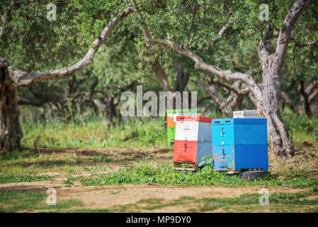 Bunte Bienenstöcke in einem Feld mit Olivenbäumen in Griechenland Stockfoto