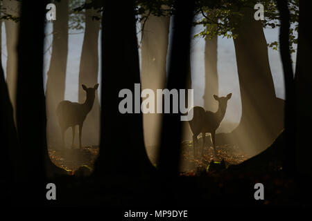 Damwild Dämmerung in der forset, (Dama Dama), Deutschland Stockfoto