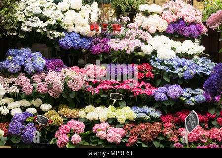 Blumen die Hortensie (Hydrangea macrophylla) am Blumenmarkt Reine Elisabeth II. in Zitieren, Paris, Frankreich verkauft. Stockfoto