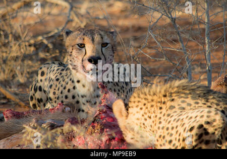 Zwei Geparden ihre Töten eines waterbuffalo in Madikwe Südafrika teilen Stockfoto
