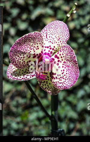 Ein einsamer tiger Orchid ist im Garten. Stockfoto