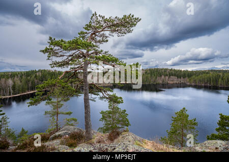 Großen alten Baum auf einem Hügel mit Blick über den See im Wald. Neben Bergslagsleden Wanderweg im Naturschutzgebiet Ånnaboda in Südschweden. Stockfoto