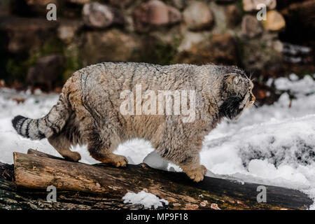 Pallas cat (Otocolobus manul) Wandern und Suchen auf der rechten Seite mit Schnee Hintergrund Stockfoto