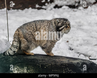 Pallas cat (Otocolobus manul) Wandern und Suchen auf der rechten Seite mit Schnee Hintergrund Stockfoto