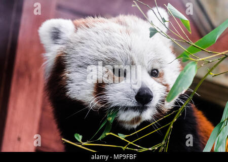 Roter Panda (Ailurus Fulgens) Essen Bambus Stockfoto