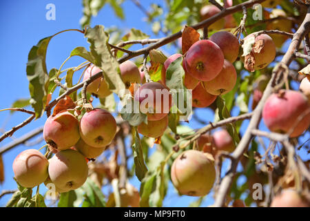 Organische frische Äpfel auf einem Baum in einer Farm Reif Stockfoto