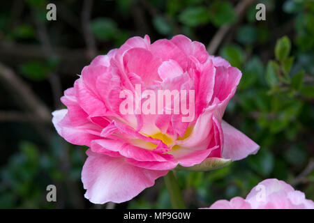 Tulpe Angelique Stockfoto