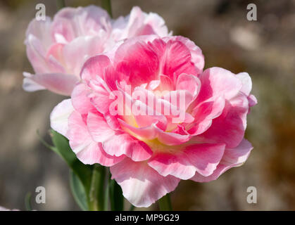 Tulpe Angelique Stockfoto