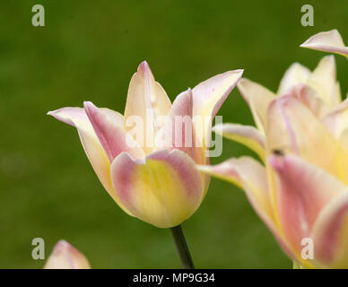 Tulpe Elegant Lady Stockfoto