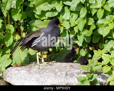 Moorhren Gallinula chloropus und Küken - steht auf einem Felsen Stockfoto