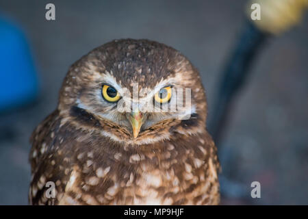 Grabende Eule (Athene cunicularia) ist ein kleiner, langbeinige Eule in Nord- und Südamerika. Alberta Greifvögel Foundation, Coaldale, EIN Stockfoto