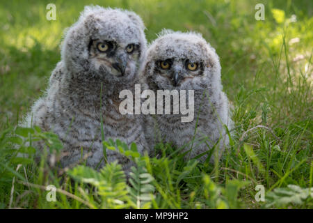 Baby Great Horned Owl (Bubo virginianus), auch als Tiger owl bekannt ist eine große Eule, die in Nord- und Südamerika. Stockfoto