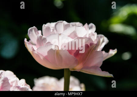 Tulipa 'Angélique' doppelte späte Tulpen in Blüte im Frühjahr Stockfoto