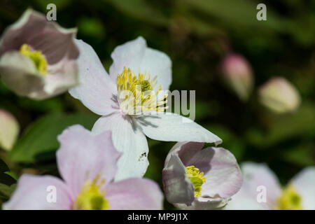 Die blass rosa Blüten der Clematis 'Elizabeth' (Clematis montana var. Rubens 'Elizabeth') Stockfoto