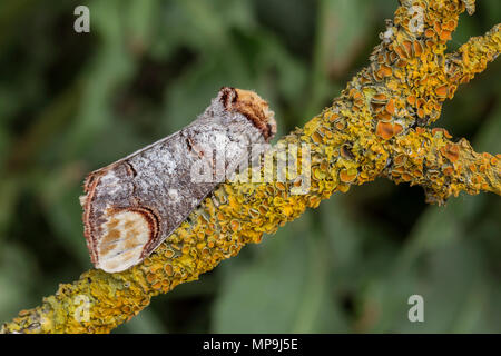 Buff Tip Moth (Phalera bucephala) Stockfoto