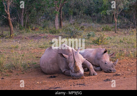 Ein erwachsener weiße Nashörner (Rhinocerotidae)) mit Baby in der afrikanischen Savanne im Entabeni Game Reserve, Limpopo Provinz, Südafrika. Stockfoto