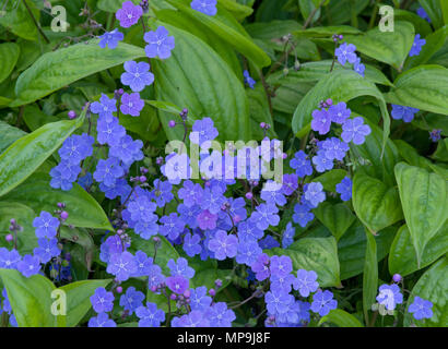 Omphalodes cappadocica Stockfoto