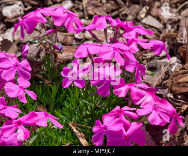 Phlox subulata ist McDaniel Kissen Stockfoto