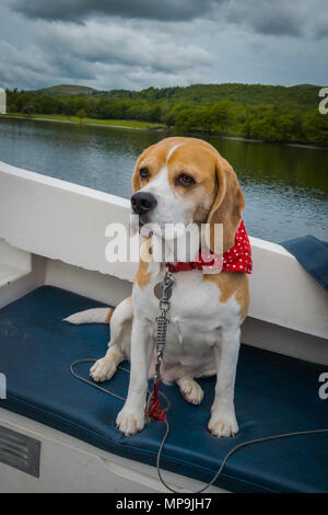 Eine niedliche beagle Hund sitzt auf einem Boot auf Coniston Water im Lake District, Großbritannien Stockfoto