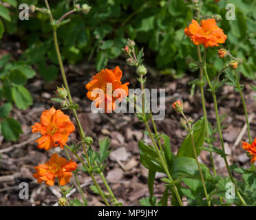 Geum-Dolly-Nord Stockfoto