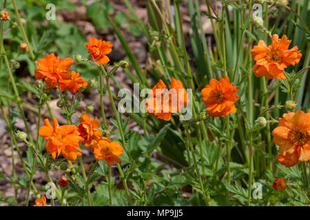 Geum-Dolly-Nord Stockfoto