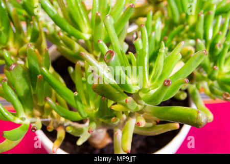 Nahaufnahme zeigt die sukkulente Pflanze Trumper oder Finger Jade (crassula ovata Convoluta) Stockfoto