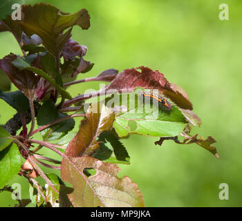 Yellow Tail Motte Caterpillar auf Malus Laura Stockfoto