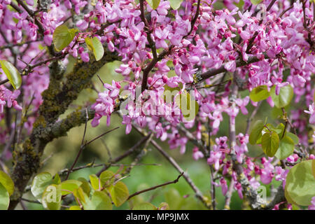 Cercis Siliquastrum Judasbaum Stockfoto